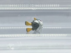 Pokemon MonColle Box Braviary Warrgle (Hisuian) Figure T-ARTS G234